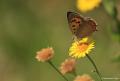 Lycaena phlaeas (Beneklibakırgüzeli)